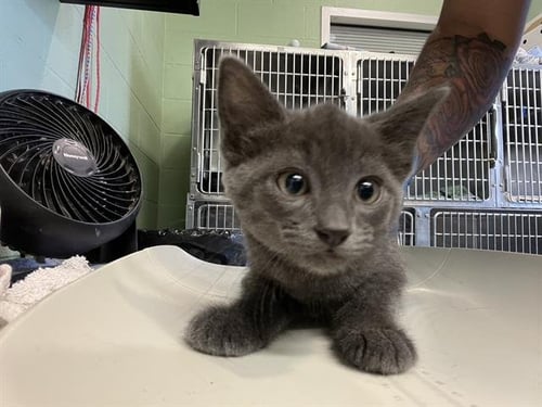 GIZMO - Domestic Short Hair available for adoption