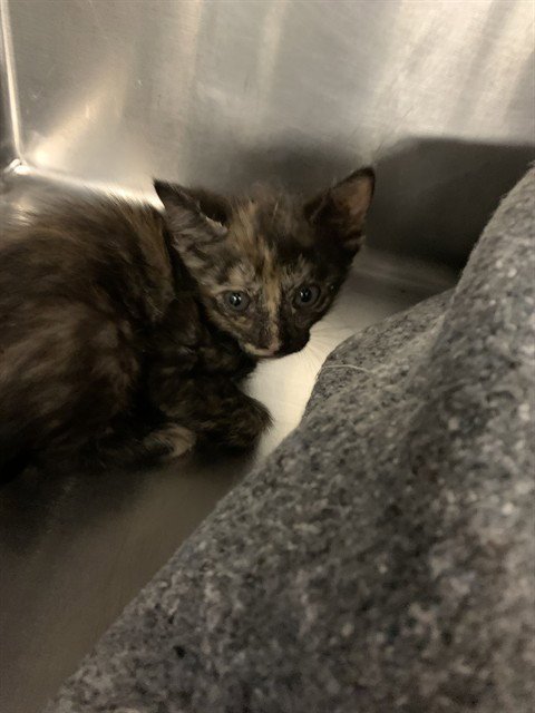 A233939 - Domestic Short Hair available for adoption