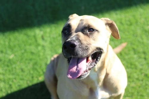 CHARLIE - Mastiff for adoption in Grand Prairie