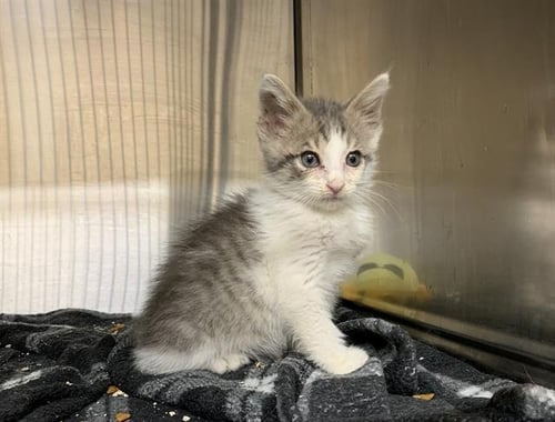 MR.CUTIE - Domestic Medium Hair available for adoption