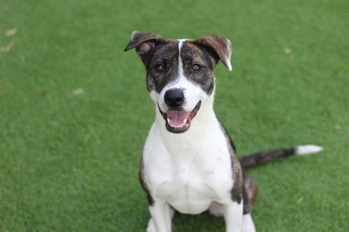 JUNE BUG - American Pit Bull Terrier for adoption in Arlington