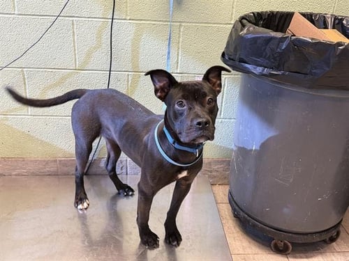 MACY - American Staffordshire Terrier available for adoption