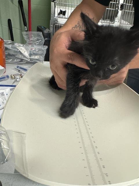 SANDY CLAWS - Domestic Short Hair available for adoption