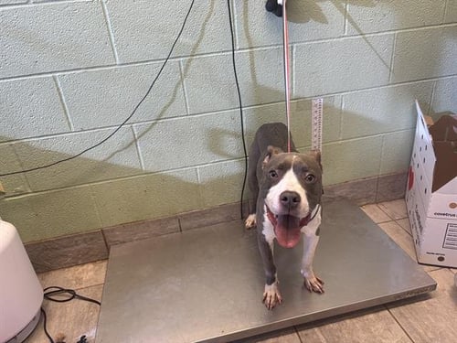 RYAN GOSLING - American Pit Bull Terrier available for adoption