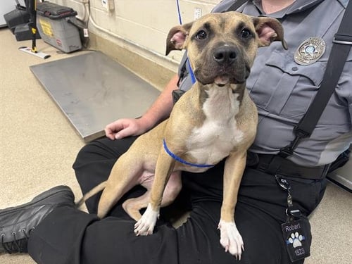 IVY - American Staffordshire Terrier available for adoption