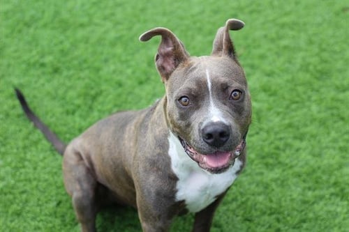 DOBBY - American Staffordshire Terrier available for adoption