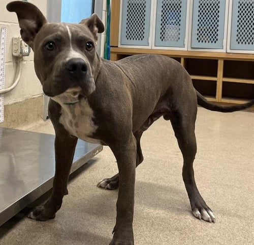 DOBBY - American Staffordshire Terrier for adoption in Arlington