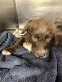CHASE - Photo 1