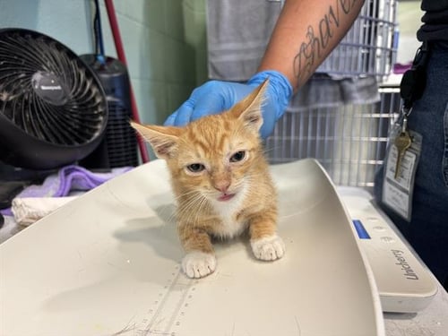 ELWOOD - Domestic Short Hair available for adoption
