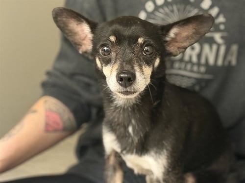 PRISSY - Chihuahua available for adoption
