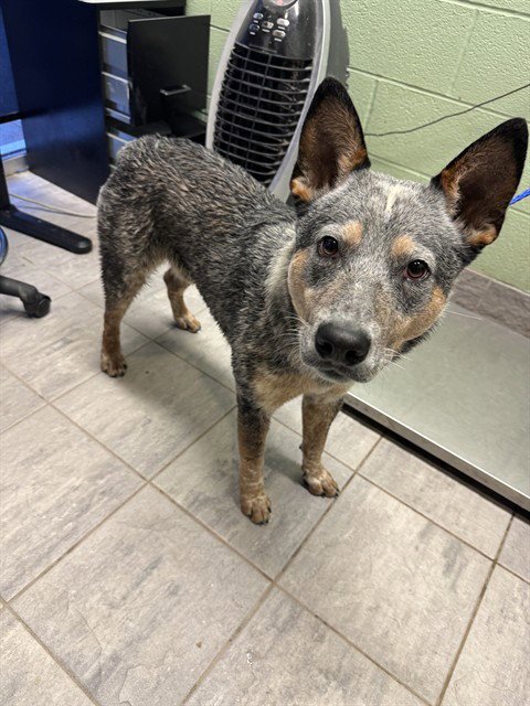 HAROLD - Australian Cattle Dog/Blue Heeler available for adoption