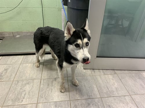 KRISTEN - Siberian Husky for adoption in Arlington