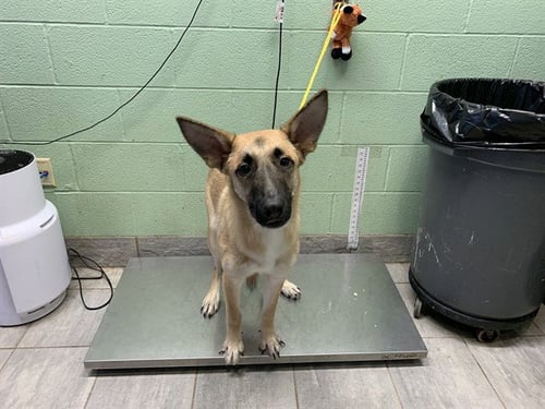 CARL - German Shepherd Dog available for adoption