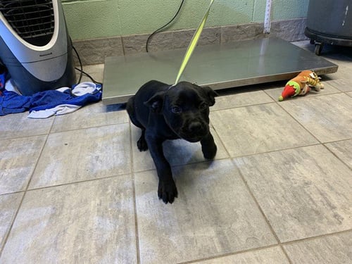 SWEET CHEEKS - American Staffordshire Terrier available for adoption