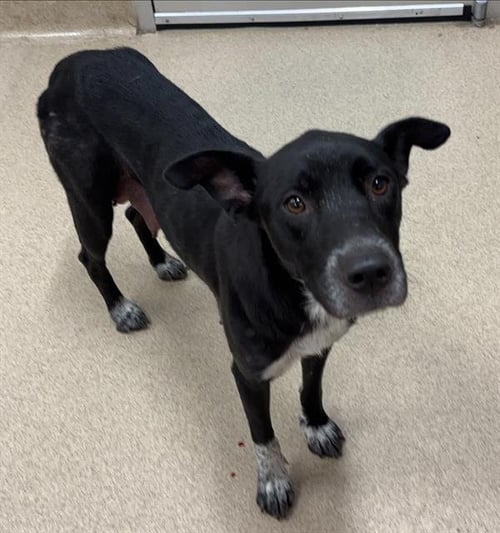 FUNYUN - Australian Cattle Dog/Blue Heeler available for adoption