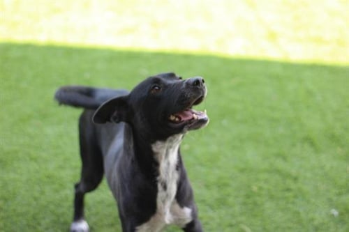 FUNYUN - Australian Cattle Dog/Blue Heeler for adoption in Grand Prairie