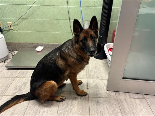 THEODOSIA - German Shepherd Dog available for adoption