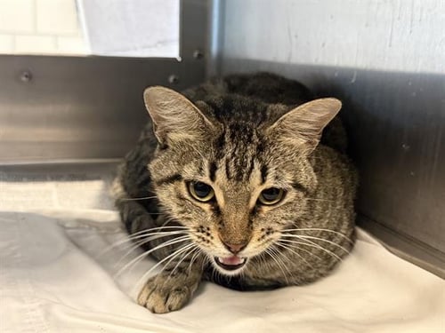 JASMINE - Domestic Short Hair available for adoption