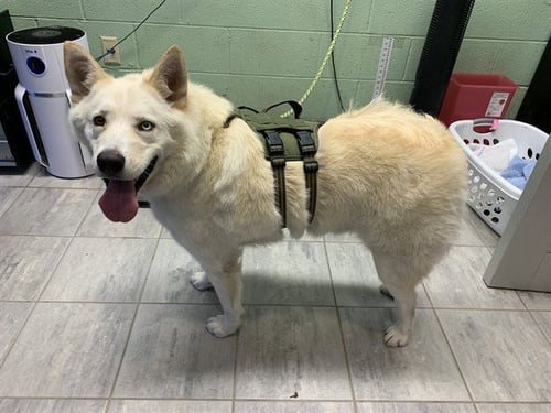 INU - Siberian Husky available for adoption