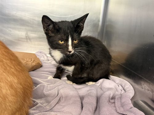 A233983 - Domestic Short Hair available for adoption