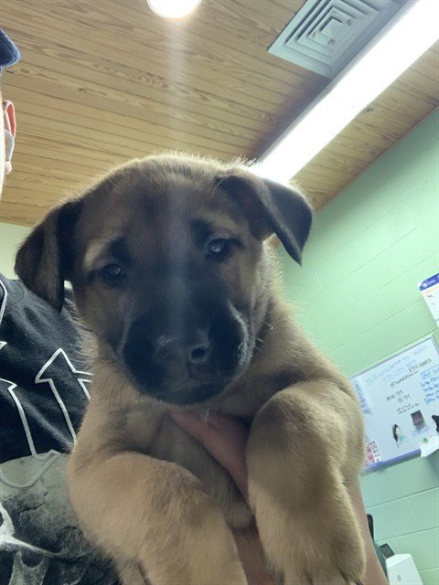 FRED - German Shepherd Dog available for adoption