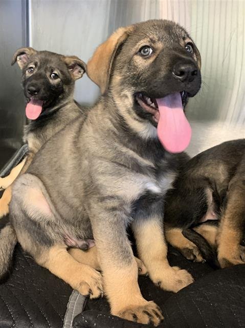 CARROT - German Shepherd Dog available for adoption