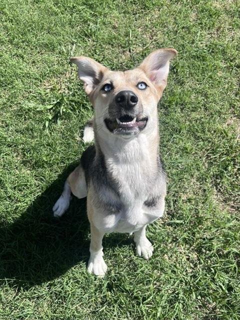 SAPHIE - German Shepherd Dog / Siberian Husky available for adoption