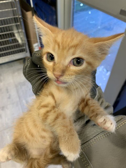 A233924 - Domestic Short Hair available for adoption