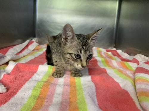 ALBUS - Domestic Short Hair available for adoption