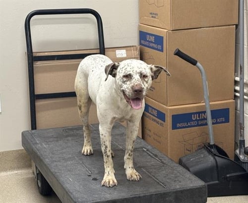 ANDREA - Australian Cattle Dog/Blue Heeler available for adoption
