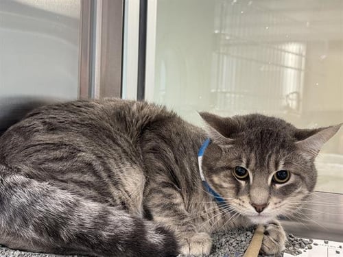 ANDREW - Domestic Short Hair for adoption in Arlington