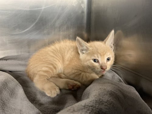 SUPER KITTY - Domestic Short Hair available for adoption