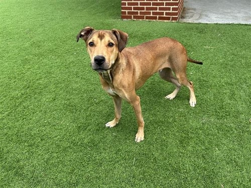 KANO - American Staffordshire Terrier available for adoption