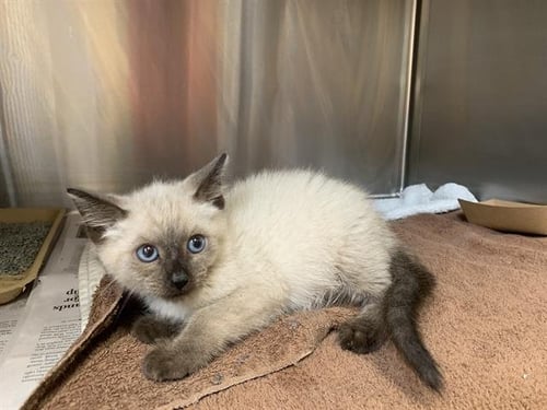 SATURN - Domestic Short Hair available for adoption