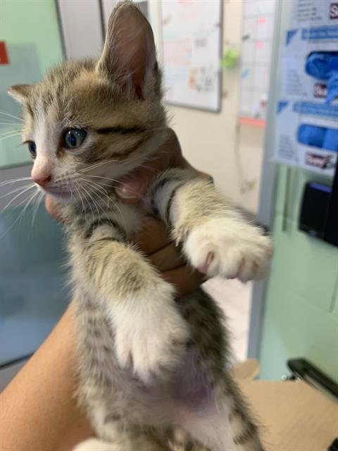 PURRITO Image