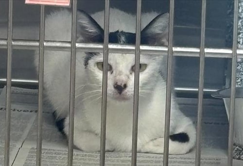 AVA - Domestic Short Hair available for adoption