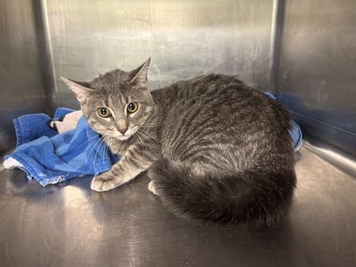 BOTTLE BRUSH - Domestic Short Hair available for adoption