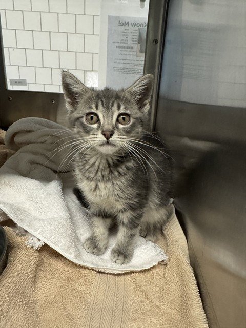 KATE - Domestic Short Hair for adoption in Grand Prairie