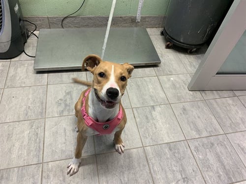 LAYCA - American Staffordshire Terrier available for adoption