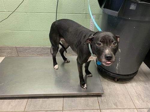 SEGA - American Staffordshire Terrier available for adoption