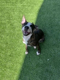 OSWALD - Photo 1