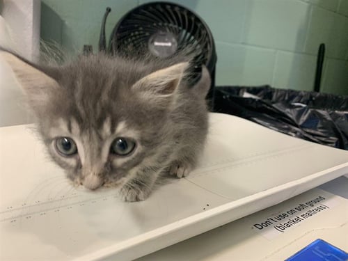 BINX - Domestic Short Hair available for adoption
