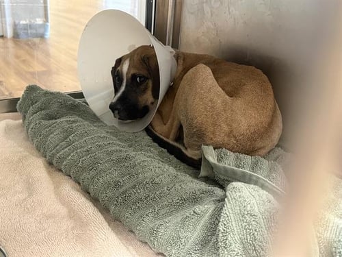 TABASCO - American Pit Bull Terrier available for adoption