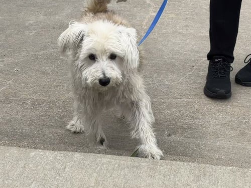 BEBE - Maltese available for adoption