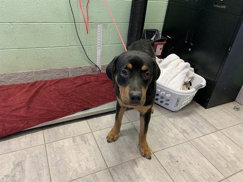 DENVER - Rottweiler available for adoption