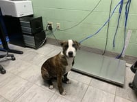 OSWALD - Photo 1