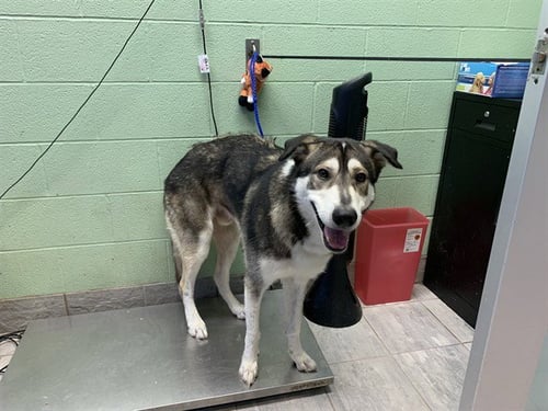 BUDDY - Siberian Husky available for adoption