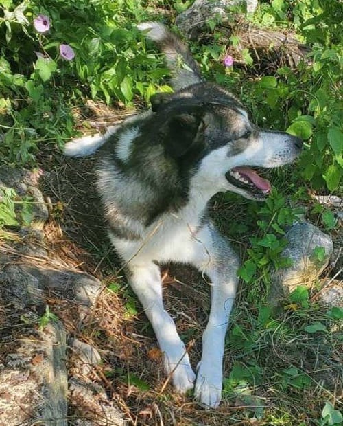 BUDDY - Siberian Husky for adoption in Grand Prairie