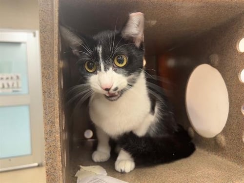 MONROW - Domestic Short Hair available for adoption