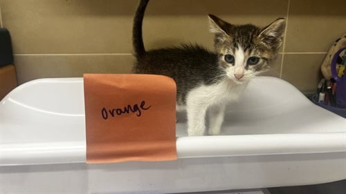 NACHO CHEESE - Domestic Short Hair available for adoption
